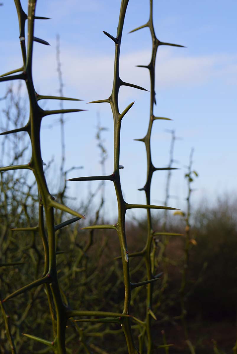 Citrus trifoliata haagplant doorn