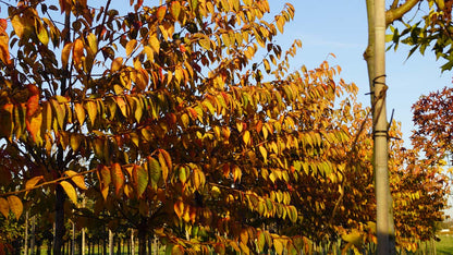 Prunus 'Accolade' solitair