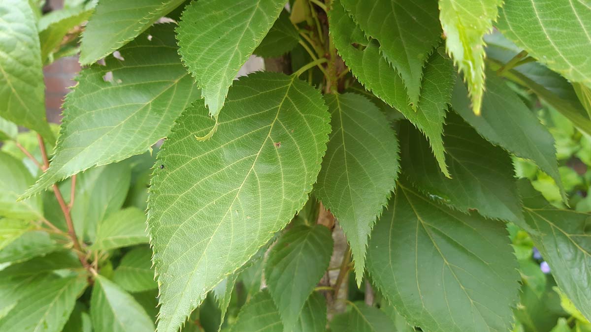 Prunus serrulata 'Amanogawa' solitair blad