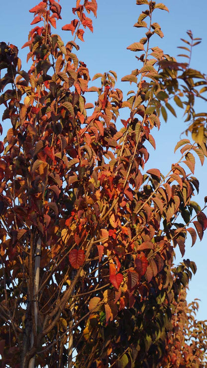 Prunus serrulata 'Kanzan' leiboom herfstkleur