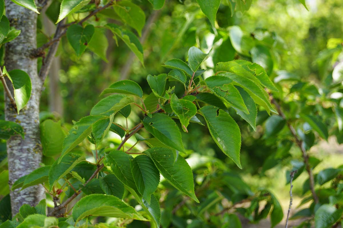 Prunus subhirtella 'Autumnalis' meerstammig / struik