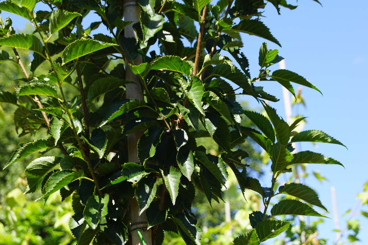 Prunus 'Umineko' leiboom