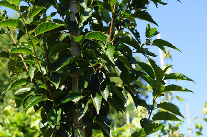 Prunus 'Umineko' op stam