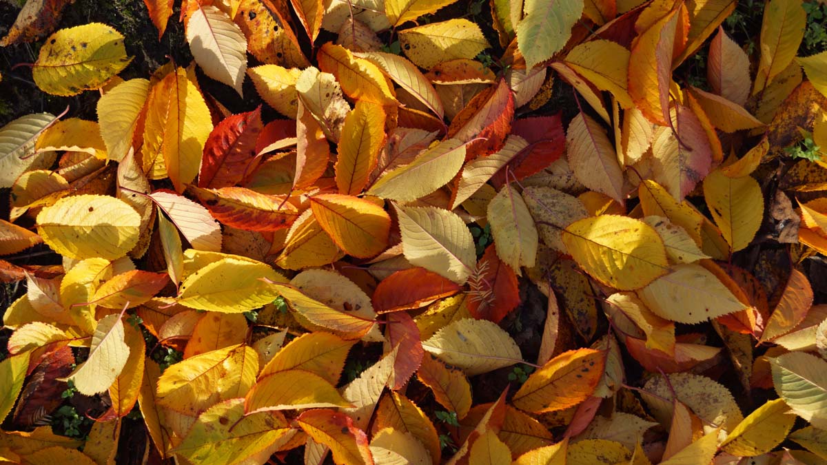 Prunus yedoensis meerstammig / struik