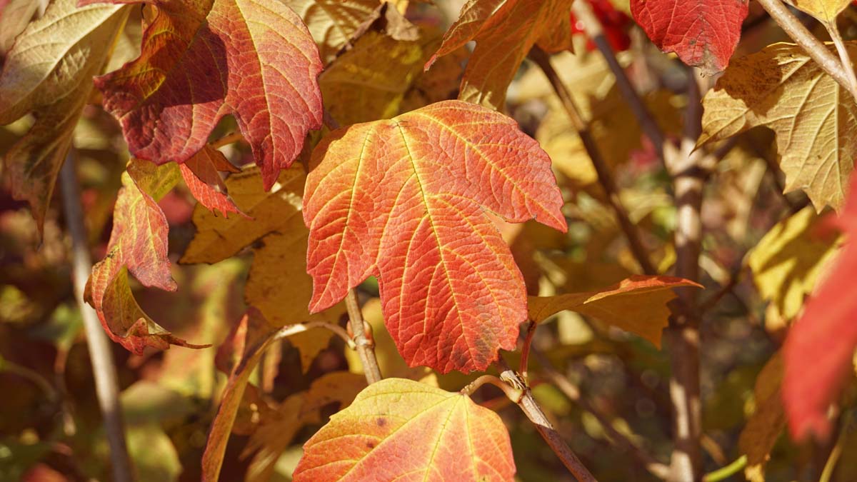 Viburnum opulus haagplant herfstkleur