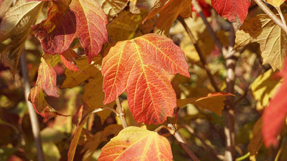 Viburnum opulus haagplant herfstkleur