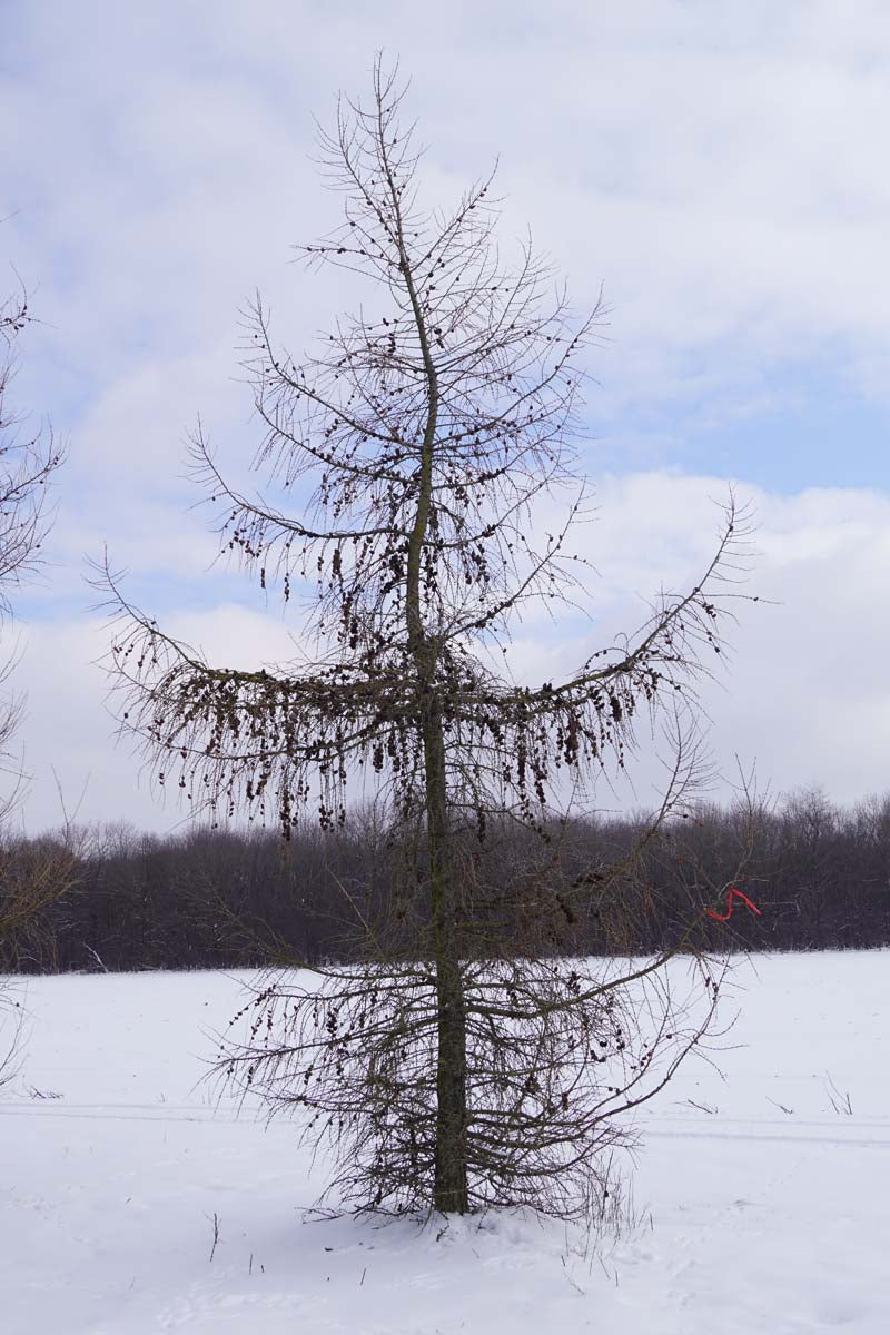 Larix decidua op stam