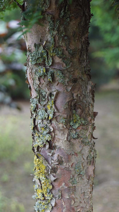 Taxus baccata solitair