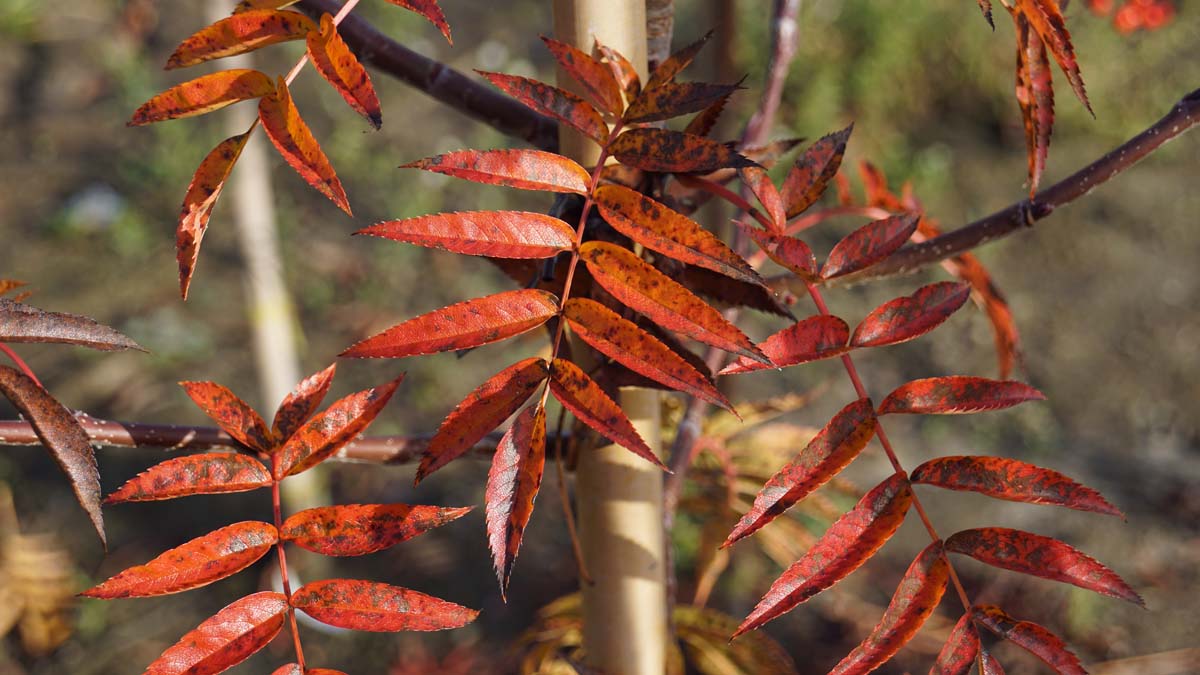 Sorbus randaiensis op stam