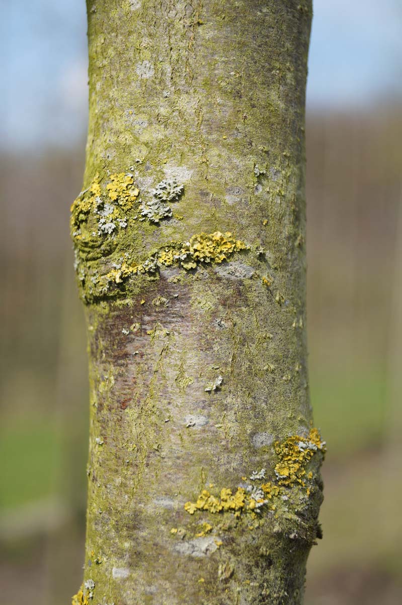 Sorbus randaiensis op stam