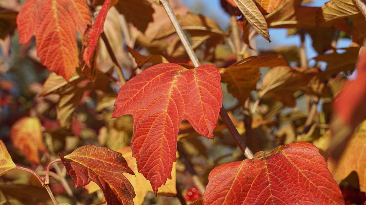 Viburnum opulus haagplant herfstkleur