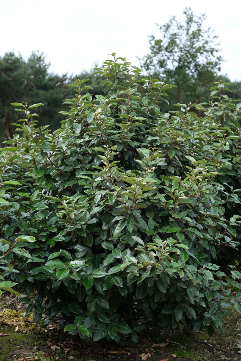 Elaeagnus ebbingei meerstammig / struik struik