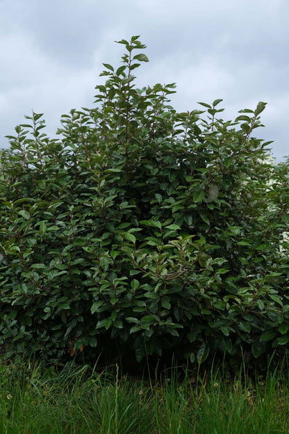 Elaeagnus ebbingei meerstammig / struik struik