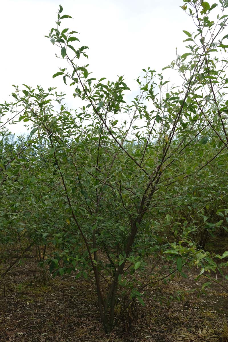 Elaeagnus umbellata meerstammig / struik struik