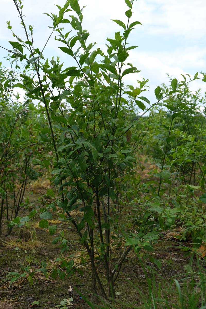 Euonymus europaeus meerstammig / struik struik