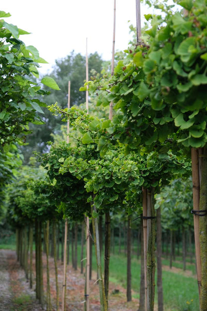 Ginkgo biloba 'Mariken' op stam op stam