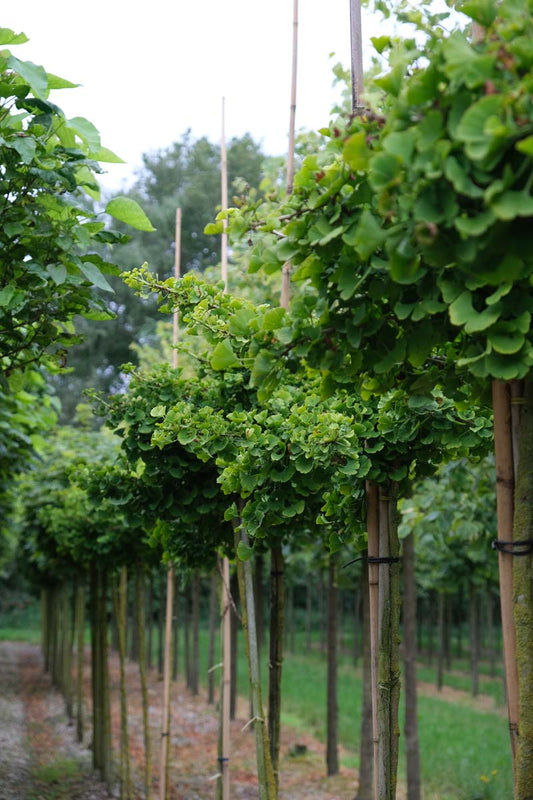 Ginkgo biloba 'Mariken' op stam op stam