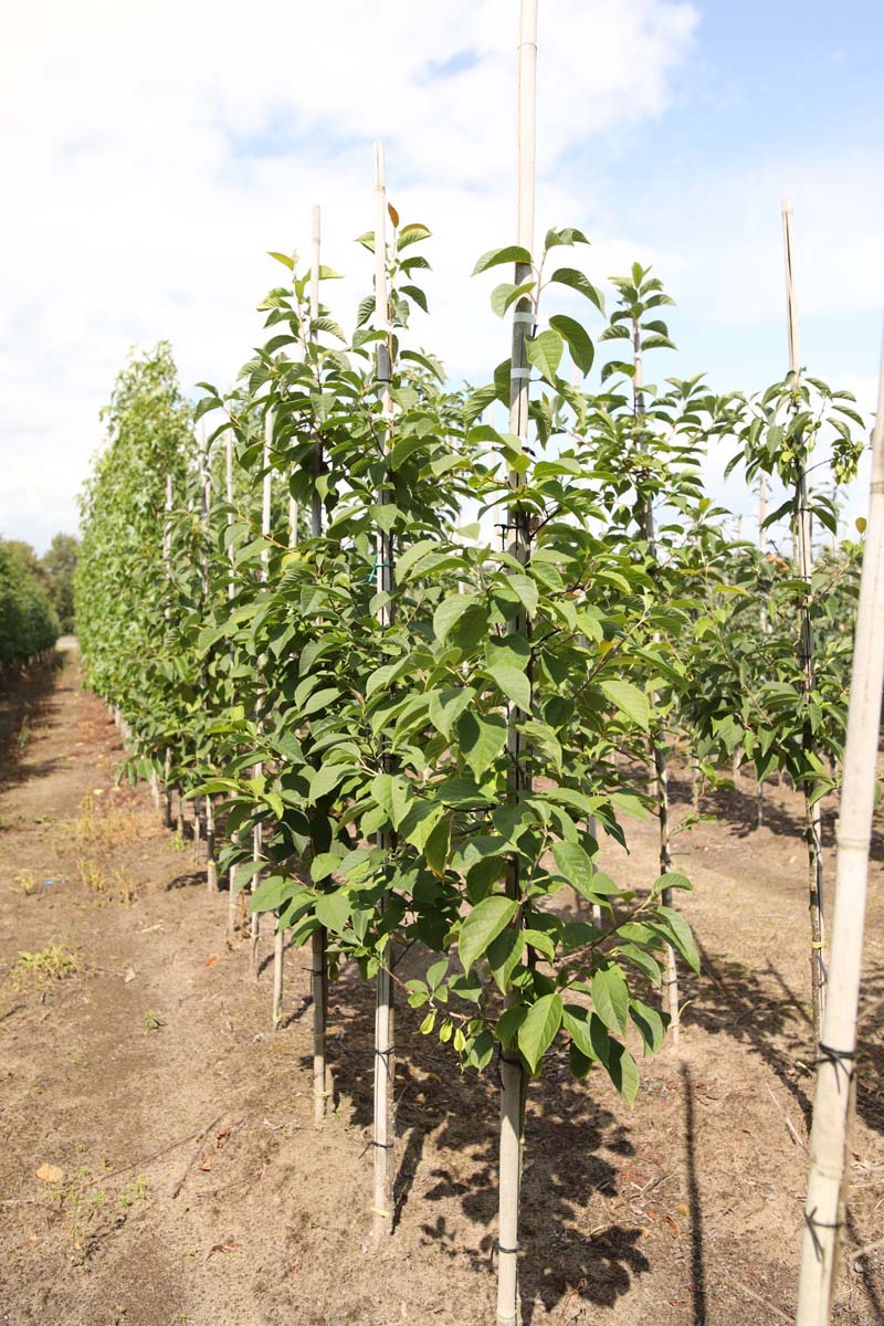 Halesia carolina op stam op stam