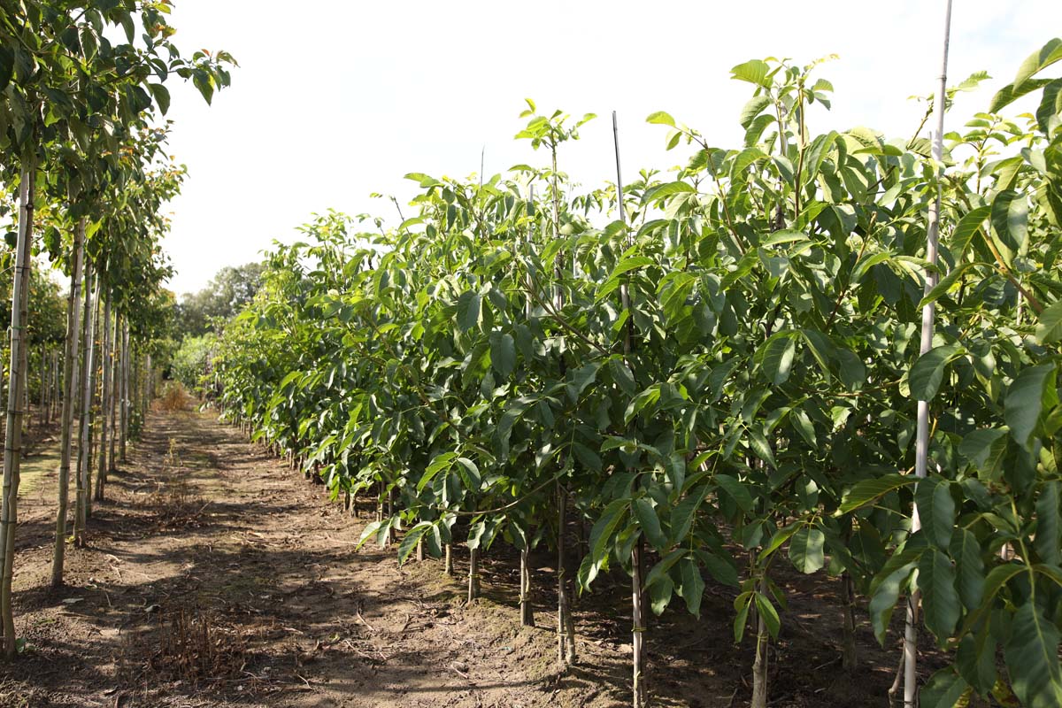 Juglans regia 'Broadview' op stam op stam