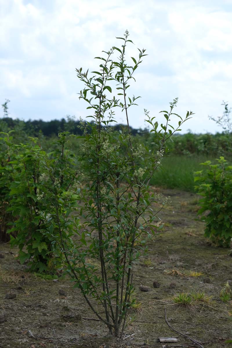 Ligustrum vulgare meerstammig / struik struik