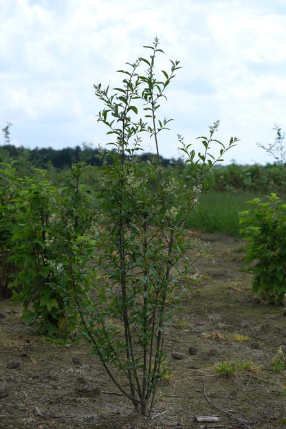 Ligustrum vulgare meerstammig / struik struik