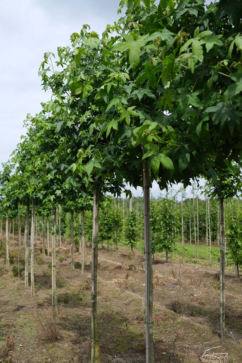 Liquidambar styraciflua op stam op stam