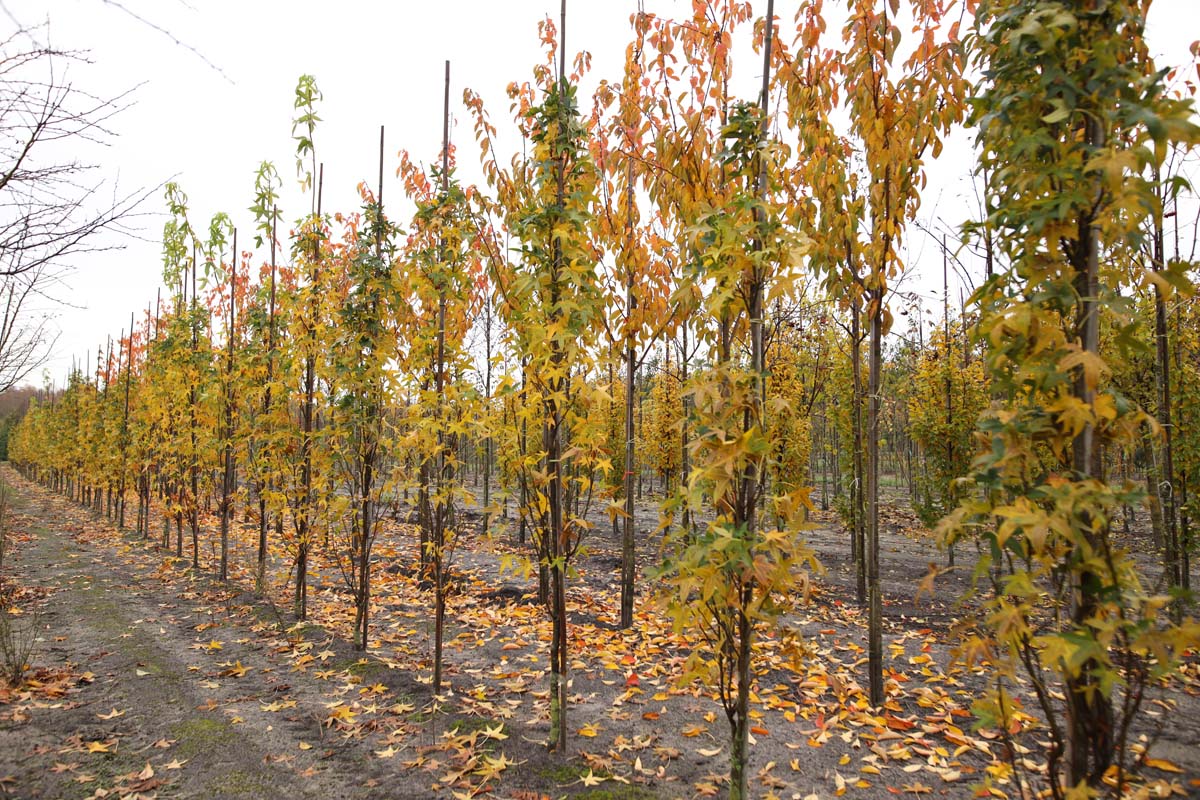 Liquidambar styraciflua op stam op stam