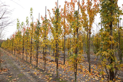 Liquidambar styraciflua op stam op stam