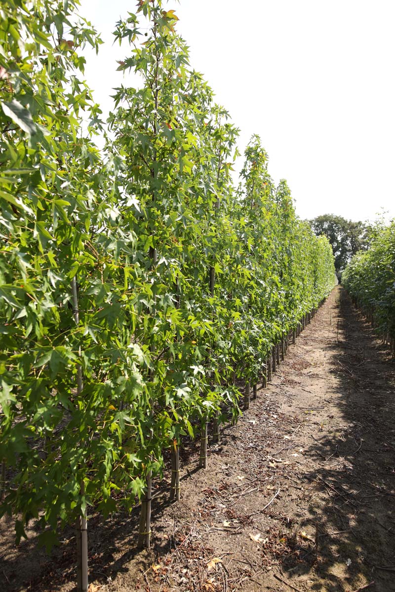 Liquidambar styraciflua 'Andrew Hewson' op stam op stam