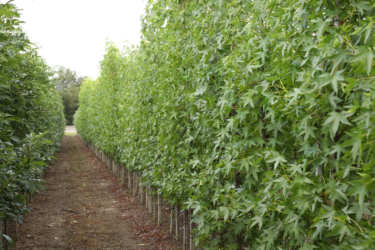 Liquidambar styraciflua 'Andrew Hewson' op stam op stam