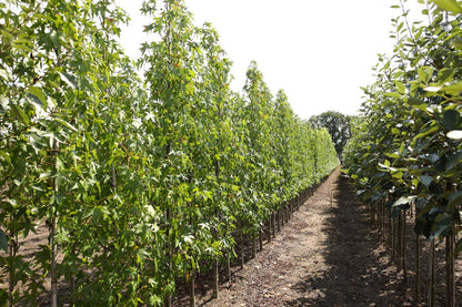 Liquidambar styraciflua 'Andrew Hewson' op stam op stam