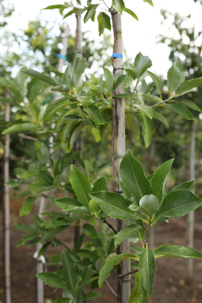 Magnolia virginiana op stam op stam