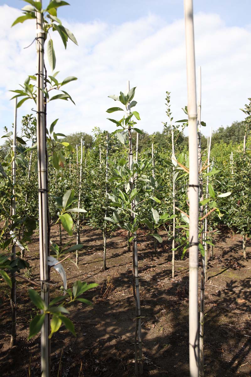 Magnolia virginiana op stam op stam