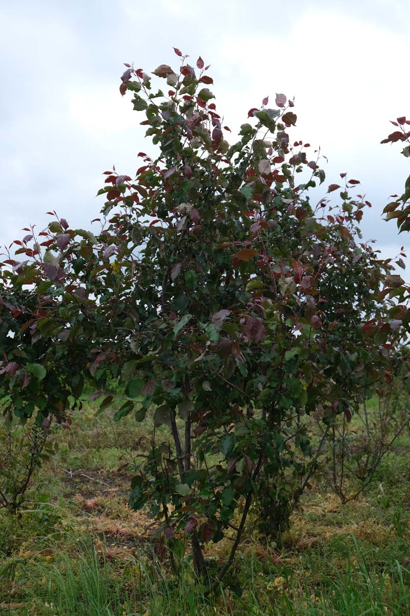 Malus 'Rudolph' meerstammig / struik meerstammig