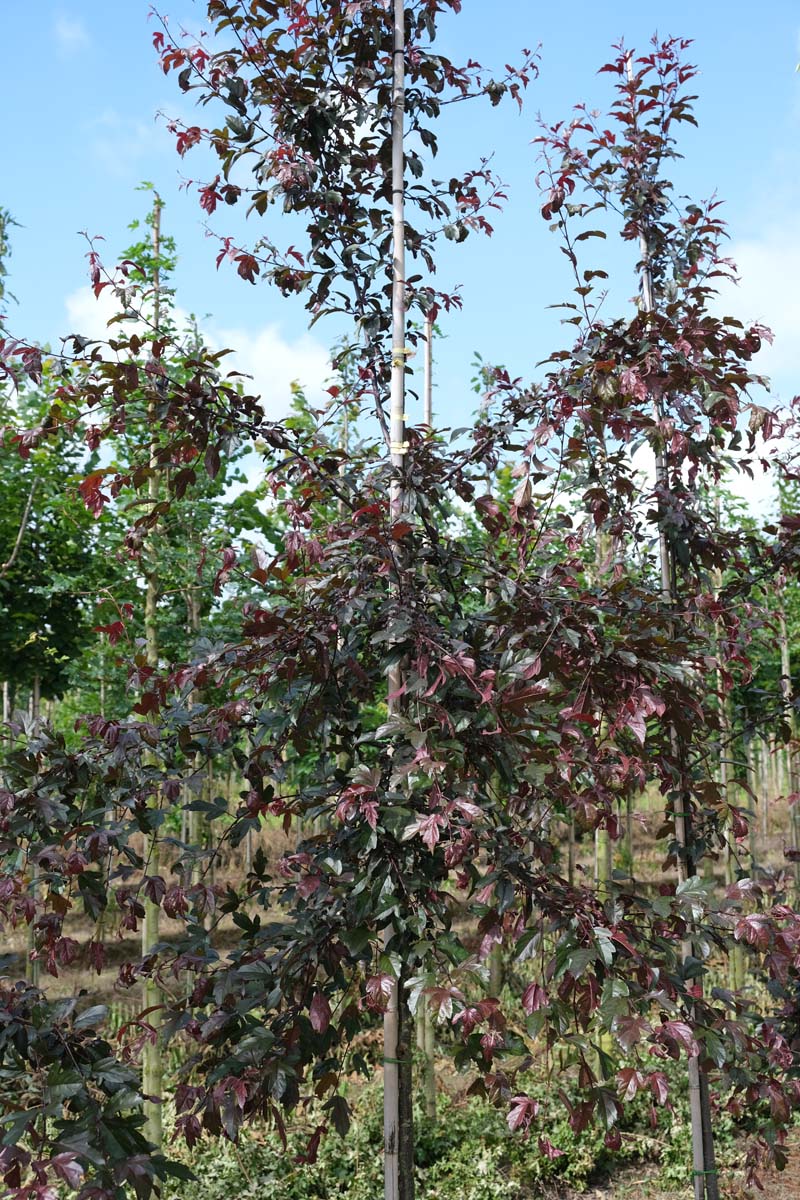 Malus toringo 'Freja' op stam op stam