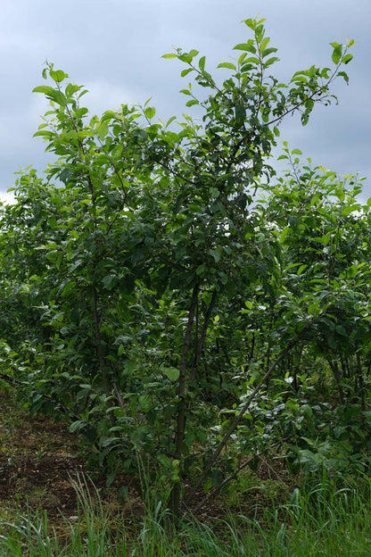 Malus 'Ydun' meerstammig / struik meerstammig