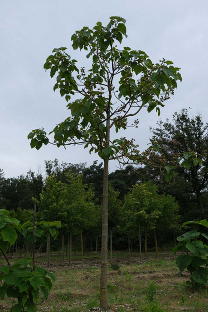 Paulownia tomentosa op stam op stam