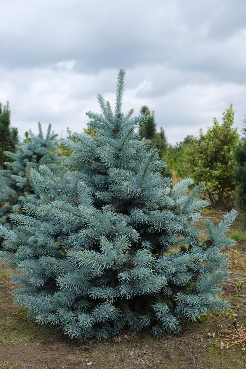 Picea pungens glauca solitair solitair