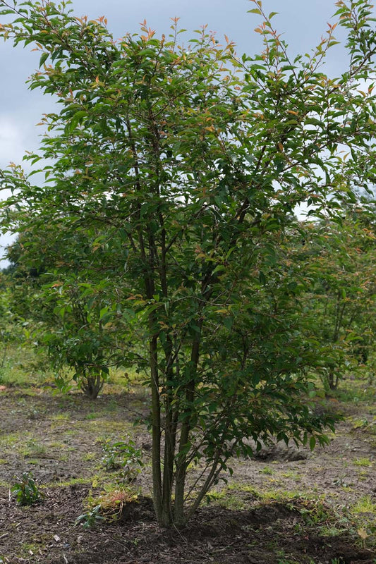 Prunus 'The Bride' meerstammig / struik meerstammig