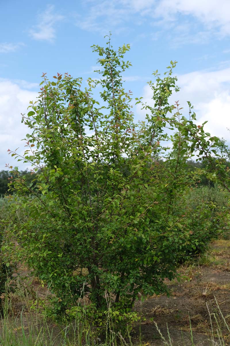 Prunus cerasifera meerstammig / struik meerstammig