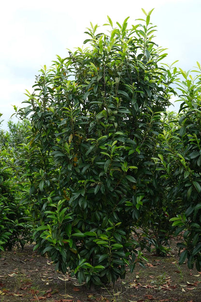 Prunus laurocerasus 'Mariblon' meerstammig / struik struik