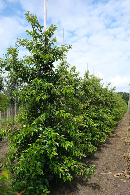 Prunus lusitanica 'Ybrazo01' meerstammig / struik struik