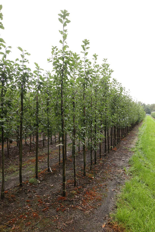 Prunus padus 'Albertii' op stam op stam