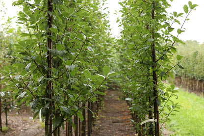 Prunus padus 'Albertii' op stam op stam