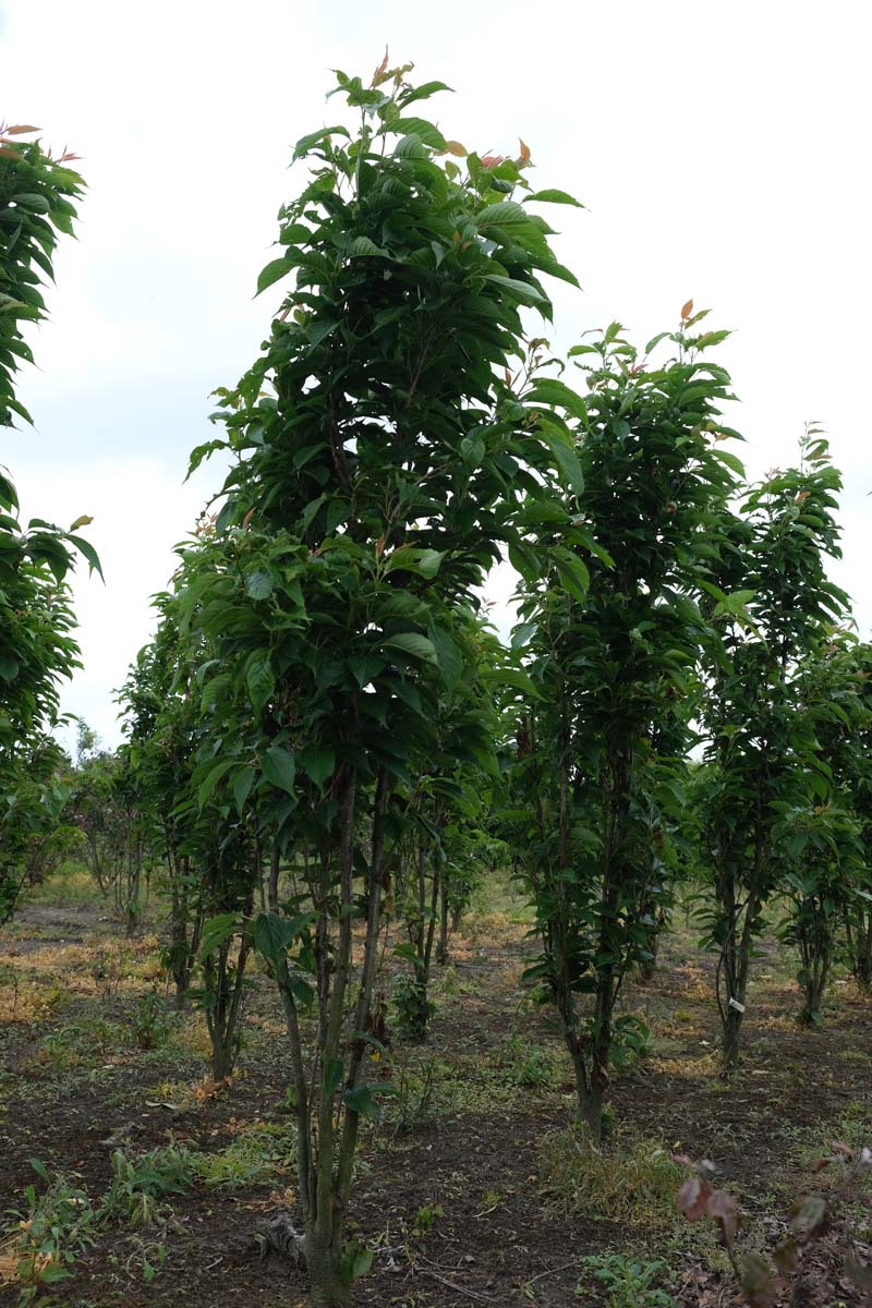 Prunus serrulata 'Amanogawa' meerstammig / struik meerstammig