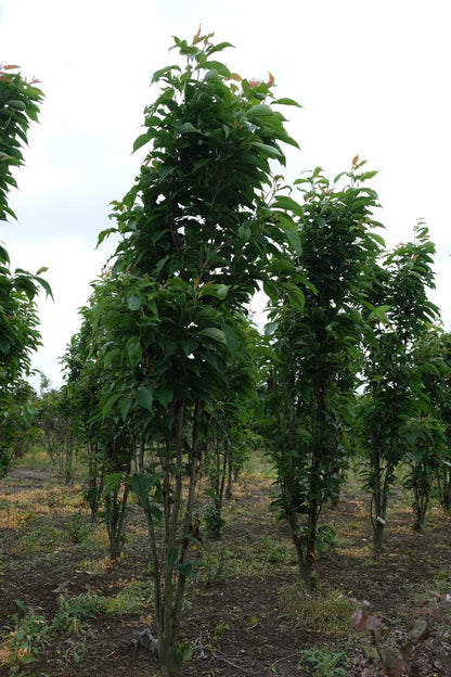 Prunus serrulata 'Amanogawa' meerstammig / struik meerstammig