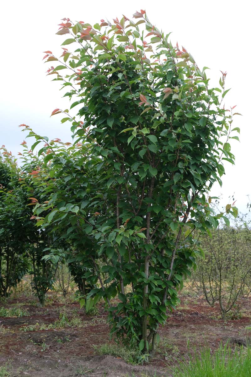 Prunus serrulata 'Kanzan' meerstammig / struik meerstammig