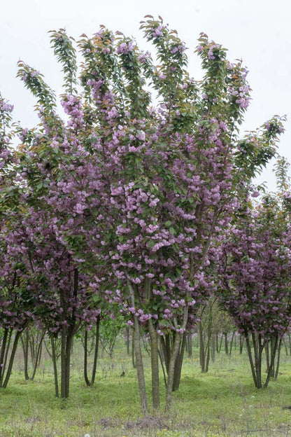 Prunus serrulata 'Kanzan' meerstammig / struik meerstammig