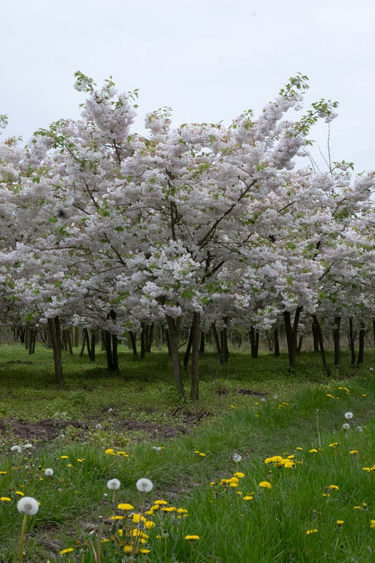 Prunus serrulata 'Shôgetsu' meerstammig / struik meerstammig