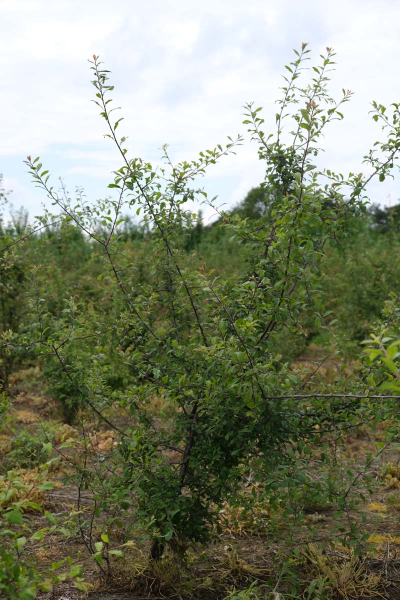 Prunus spinosa meerstammig / struik struik